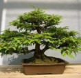 /products/bonsai/